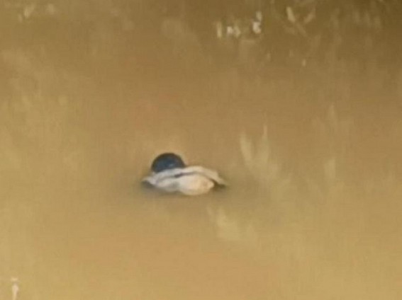 Khowai: Dead body of a young found floating in water